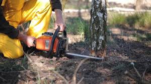 Trusted Altavista, VA Tree Services Experts