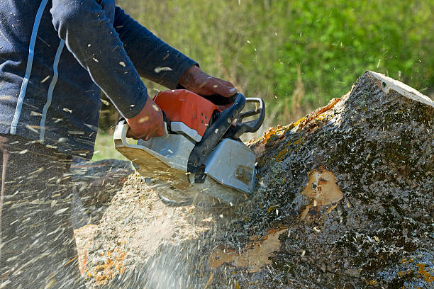 Organic Lawn Care Solutions in Altavista, VA